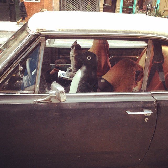 #penguindrivingacar #nyc